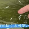 メダカが慣れるまで